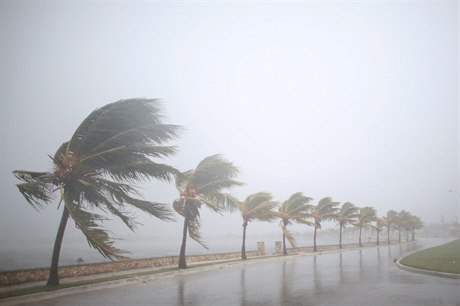 Stromy se ohýbají ped nárazem hurikánu Irma.