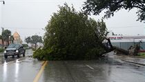 Spadnut strom vinou huriknu Irma v Hollywoodu.
