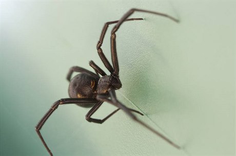 Pavouk (ilustraní foto)