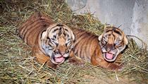 Zoo Praha má dvě tygří mláďata. | na serveru Lidovky.cz | aktuální zprávy