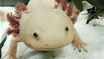 Axolotl | na serveru Lidovky.cz | aktuální zprávy