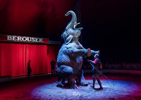 Cirkus Berousek: drezura slona, ilustraní foto.