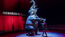 Cirkus Berousek: drezura slona, ilustrační foto. | na serveru Lidovky.cz | aktuální zprávy
