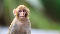 Makak rhesus, hrdina dvou dlouhodobých amerických studií. Obě jej vystavily... | na serveru Lidovky.cz | aktuální zprávy