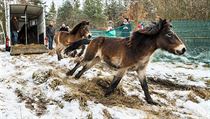 U Hradce Králové jsou čtyři, u Jaroměře pět. Nyní jsou v aklimatizačních... | na serveru Lidovky.cz | aktuální zprávy