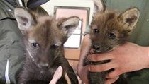 V Zoo Hodonín se narodila mláďata vlka hřivnatého, ze tří přežila dvě. Vlčaty... | na serveru Lidovky.cz | aktuální zprávy