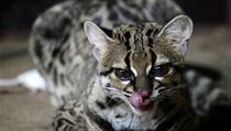Zoo Brno se může pochlubit mládětem kočkovité šelmy margaye | na serveru Lidovky.cz | aktuální zprávy