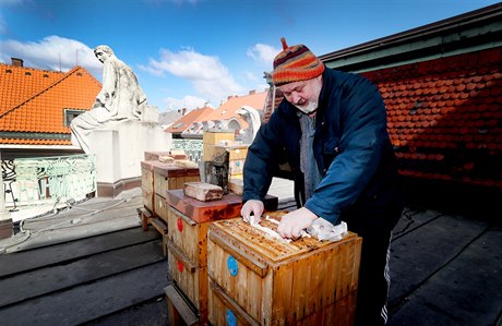 Vela Zdenk Rika dokrmuje velstva ped zaátkem jara.