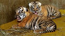 Dvě mláďata tygrů sumaterských v jihlavské zoologické zahradě zůstávají i dva... | na serveru Lidovky.cz | aktuální zprávy