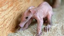 Mládě hrabáče kapského, narozené v pražské zoo. | na serveru Lidovky.cz | aktuální zprávy