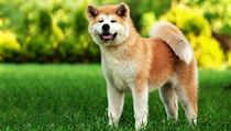 Akita Inu je psí plemeno, které pochází z Dálného východu, přesněji z Japonska... | na serveru Lidovky.cz | aktuální zprávy