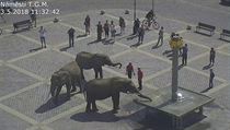 V centru Přerova se 3. května 2018 před polednem promenádovali tři sloni... | na serveru Lidovky.cz | aktuální zprávy