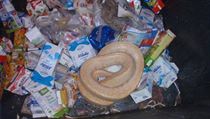 Týraná krajta v kontejneru na recyklovaný odpad. | na serveru Lidovky.cz | aktuální zprávy