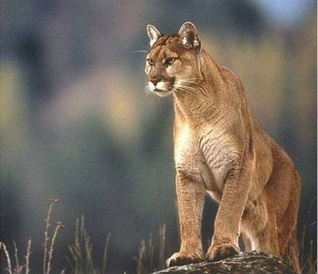 Puma - ilustraní foto.