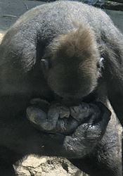 V USA se mládě gorily narodilo v zoo před zraky návštěvníků Dvaadvacetiletá samice gorily nížinné Moka porodila mládě přímo před zraky... | na serveru Lidovky.cz | aktuální zprávy