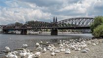 Železniční most mezi Smíchovem a Výtoní je unikátní technická stavba z počátku... | na serveru Lidovky.cz | aktuální zprávy