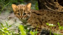 Ostravská zoologická zahrada odchovává dvě mláďata nejmenších koček světa -... | na serveru Lidovky.cz | aktuální zprávy