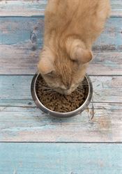SOUTĚŽ: Vyhrajte dietní granule Royal Canin pro kočky Vyhrajte granule | na serveru Lidovky.cz | aktuální zprávy