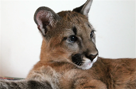 Puma americká. Izzy ze zooparku ve Zvoli.