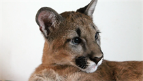 Puma americká. Izzy ze zooparku ve Zvoli. | na serveru Lidovky.cz | aktuální zprávy