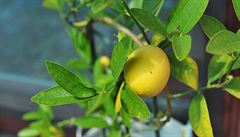 Rostoucí teploty svdí exotickým plodm. Citron je ale háklivý na vysoké mrazy.