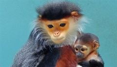 V Zoologické zahrad Cheby se narodilo extrémn vzácné mlád opice langur duk.