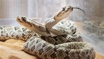 V plzeňské zoo se narodila mláďata dvou velmi vzácných druhů silně jedovatých... | na serveru Lidovky.cz | aktuální zprávy
