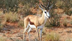 Nomádi - Antilopa Impala.
