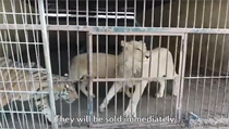 Záběry pořízené organizací FOUR PAWS z chovu tygrů.