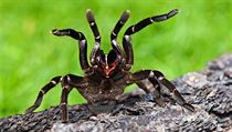 Tarantule (ilustrační foto) | na serveru Lidovky.cz | aktuální zprávy