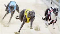 Soupeření ušlechtilých zvířat je v Greyhound Parku Motol často podívanou jen... | na serveru Lidovky.cz | aktuální zprávy