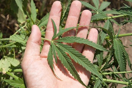 Marihuana (ilustraní snímek).