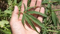 Marihuana (ilustrační foto) | na serveru Lidovky.cz | aktuální zprávy