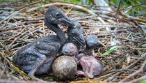 Mláďata zejozeba afrického. | na serveru Lidovky.cz | aktuální zprávy