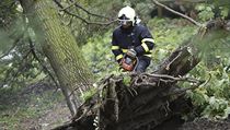 Borovice se zaklínila v korunách ostatních stromů a hrozil její pád do silnice. | na serveru Lidovky.cz | aktuální zprávy