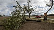 Zlomený strom u silnice poblíž obce Bohdašín na Rychnovsku. Právě popadané... | na serveru Lidovky.cz | aktuální zprávy