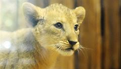 Dvoumsíní samice vzácného lva berberského Luisa.