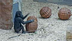 Gorilí mlád Ajabu si hraje s proutnými koulemi kadý den.