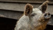 Ve Francii chtějí obnovit chov rasy mangalica - maďarského vepře, který je... | na serveru Lidovky.cz | aktuální zprávy