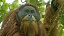 Orangutan tapanulijský | na serveru Lidovky.cz | aktuální zprávy