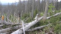 Kůrovec má letos napadnou rekordní množství stromů. Kůrovec má letos napadnou rekordní množství stromů.