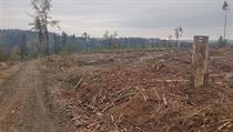 Kůrovcová kalamita u cesty na Těšíkovskou Kyselku na Šternbersku. Kůrovcová kalamita u cesty na Těšíkovskou Kyselku na Šternbersku.