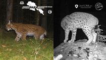 Rys zachycený fotopastmi nejdříve v NP Šumava (vlevo) a následně v CHKO Brdy... | na serveru Lidovky.cz | aktuální zprávy