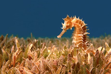 Moský koník (Hippocampus sp.) ve svém typickém biotopu - porostu moské trávy,...