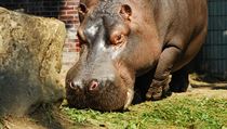 V Ostravě v 51 letech uhynul hroch Honza, nejstarší obyvatel zoo. | na serveru Lidovky.cz | aktuální zprávy