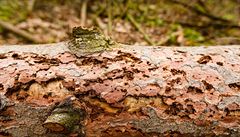 KVTEN - Rychlý nástup suchého a teplého poasí nahrává roziování krovcové...