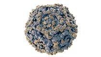 Parvovirus B19 | na serveru Lidovky.cz | aktuální zprávy