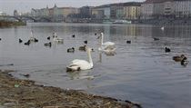 Labutě na pražské Vltavě. | na serveru Lidovky.cz | aktuální zprávy