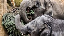 Zoo varuje, že vyhozené smrčky, jedle a borovice od lidí nepřijímá. | na serveru Lidovky.cz | aktuální zprávy