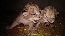 V liberecké zoo uhynula první lednový týden obě mláďata v přírodě již... | na serveru Lidovky.cz | aktuální zprávy
